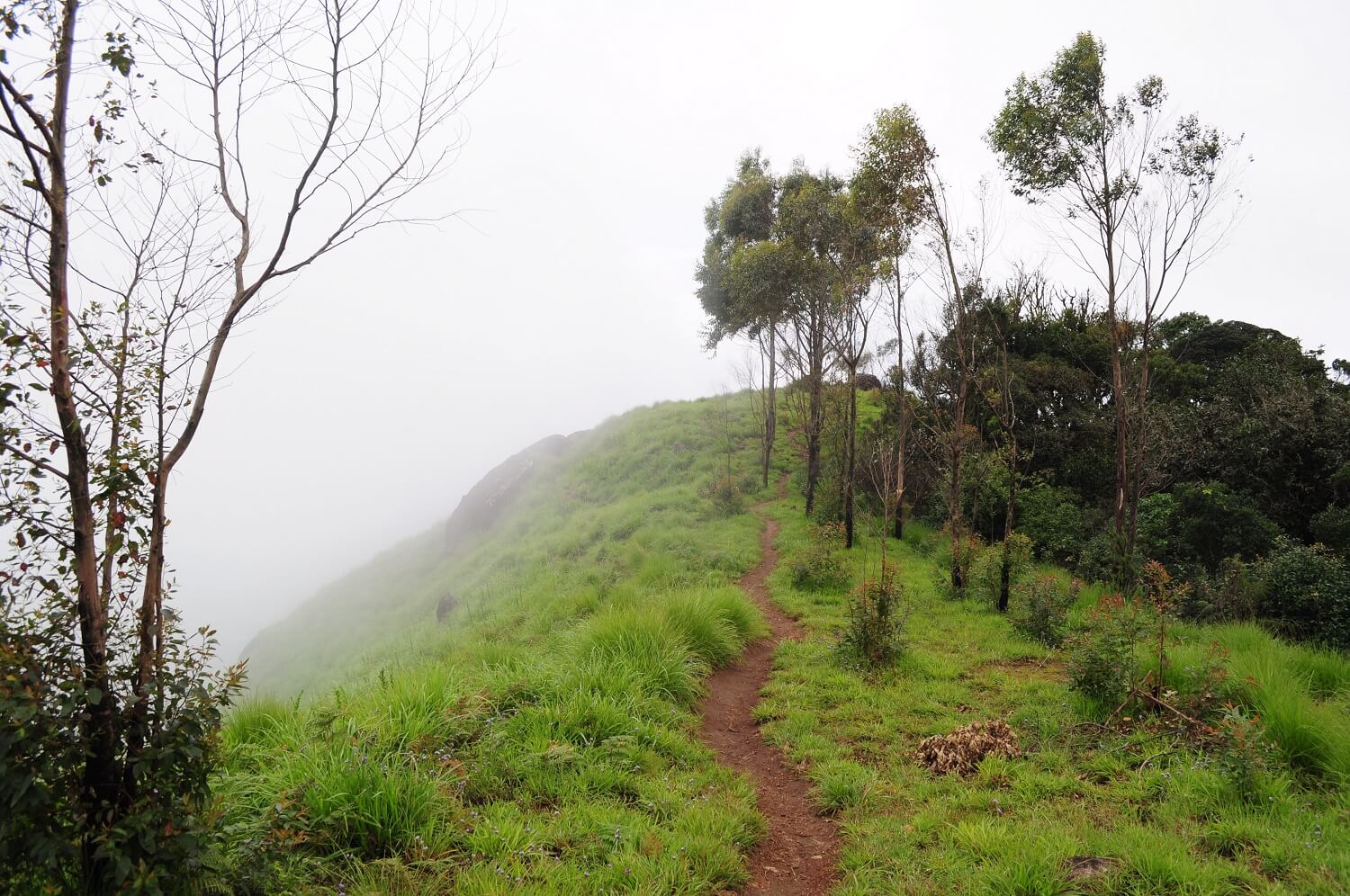 munnar-trekking