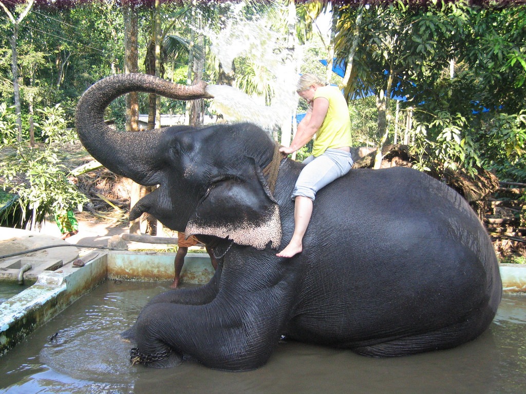 Elephant bath 